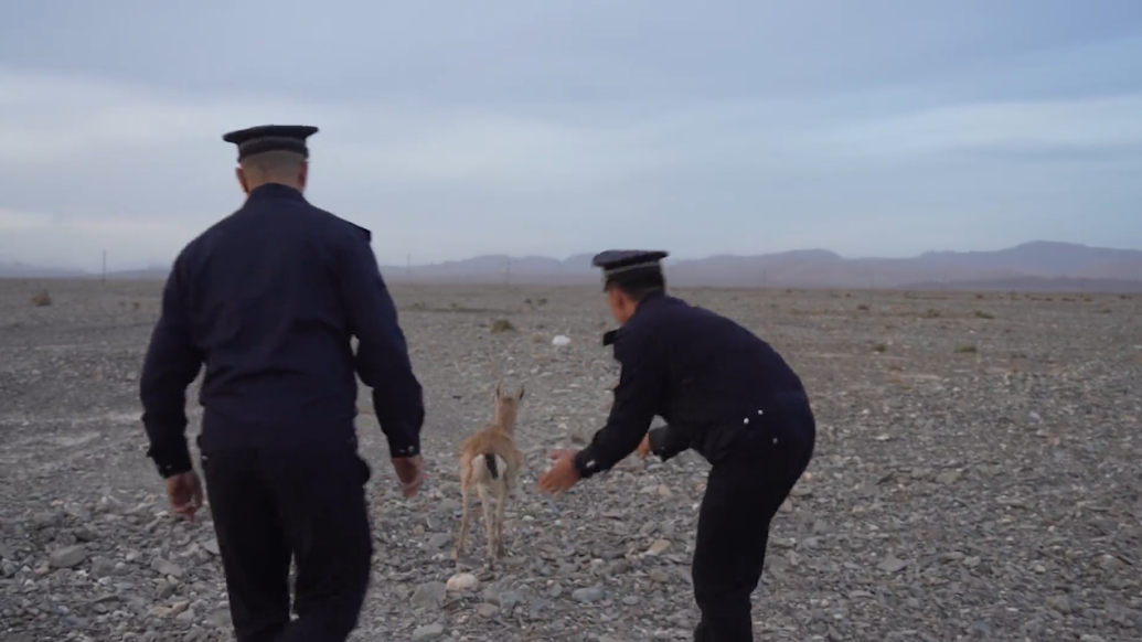 国家二级保护动物鹅喉羚误入羊群，警民合力救助