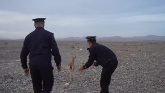 国家二级保护动物鹅喉羚误入羊群，警民合力救助