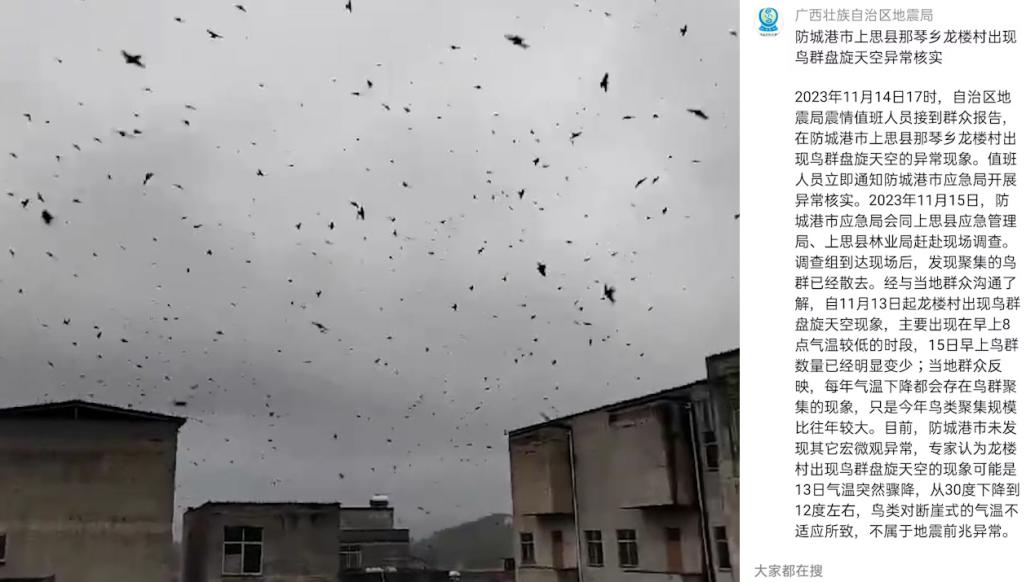 广西地震局回应“防城港市出现鸟群盘旋天空”：或因温度骤降