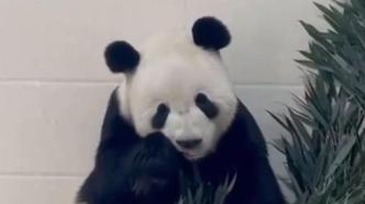 视频丨大熊猫“美香”一家回国后隔离检疫的日常视频来啦！