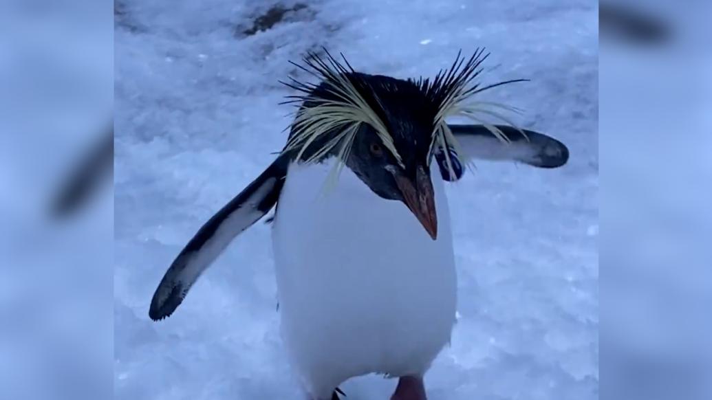 这"炸毛"企鹅看着有点不抗冻啊