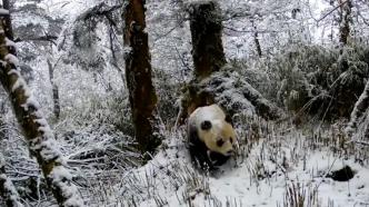 成都大邑：红外相机拍到野生大熊猫雪地行走