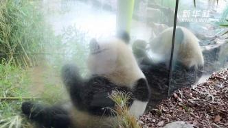 首对在德出生的大熊猫双胞胎回国进入倒计时