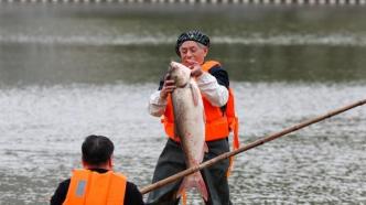 60斤鱼王做成全鱼宴，上海这所学校又请师生免费吃鱼啦