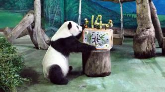 大陆赠台大熊猫“团团”离世一周年：标本制作已完成，将于明年展示