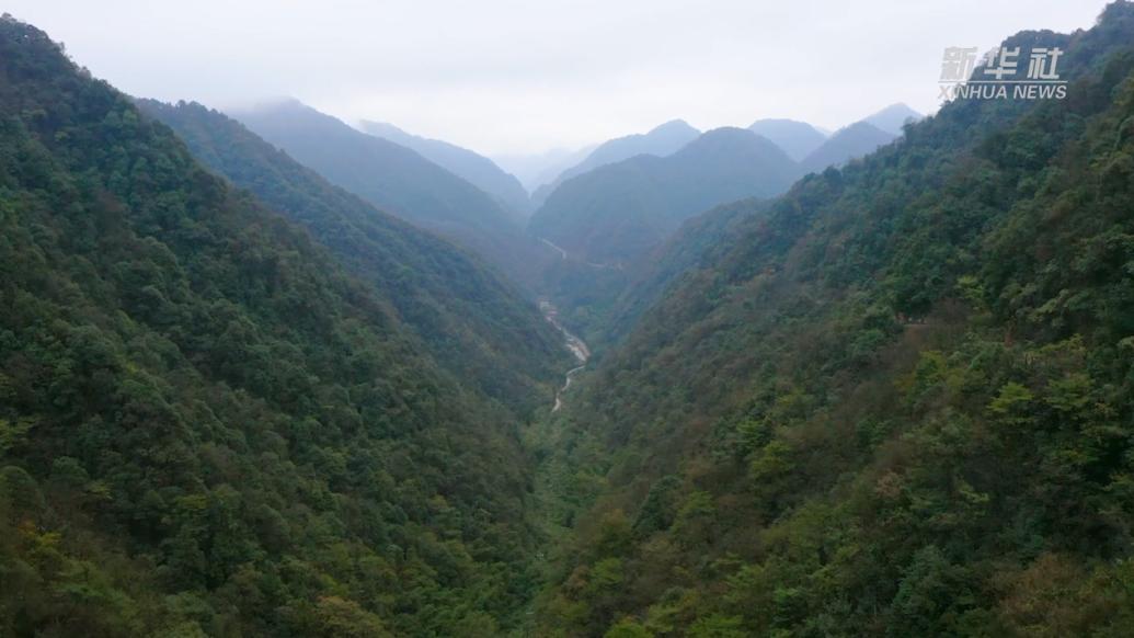 神奇北纬28度 乌蒙有“黄金”——探秘黄荆老林