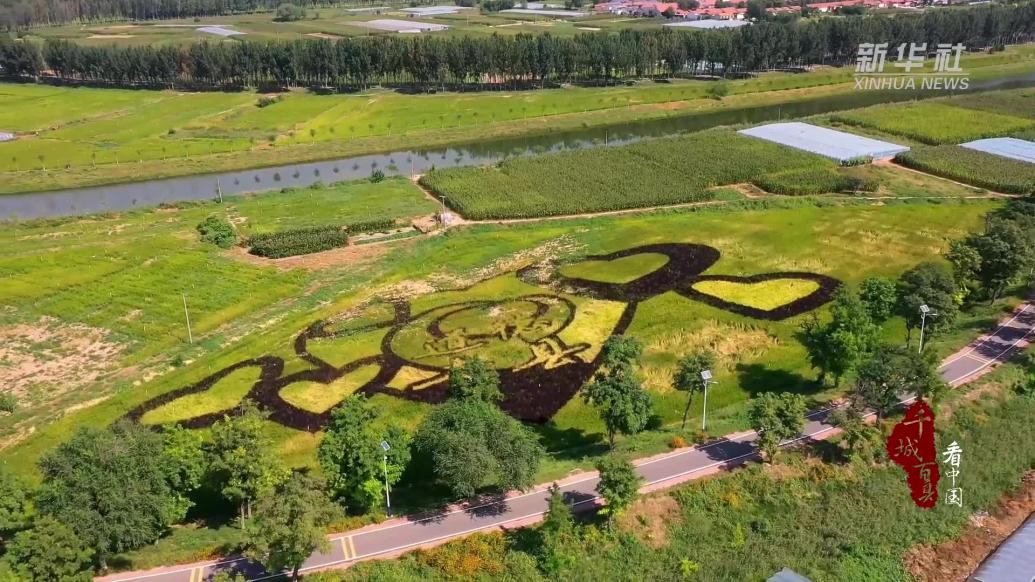 千城百縣看中國|河北青縣:蔬菜棚里唱響四季歌
