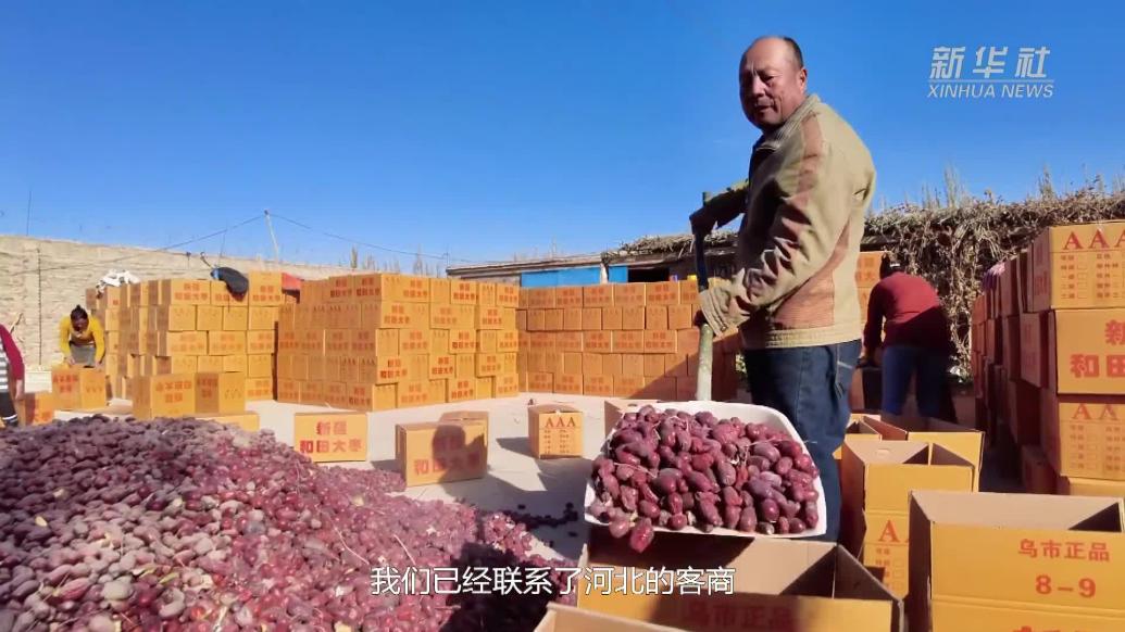 新疆和田万亩红枣喜获丰收