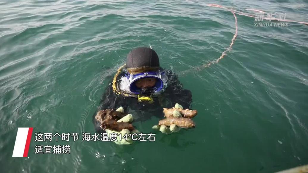 山东荣成：“海猛子”收获海参