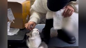 流浪猫被投喂两个月后叼来幼崽送店主