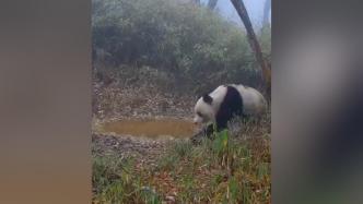 成都崇州：红外相机拍摄到野生大熊猫5天4次在同一地点喝水