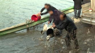 非法捕捞水产品，三名男子被判投放四万尾鱼苗至汉江“补过”