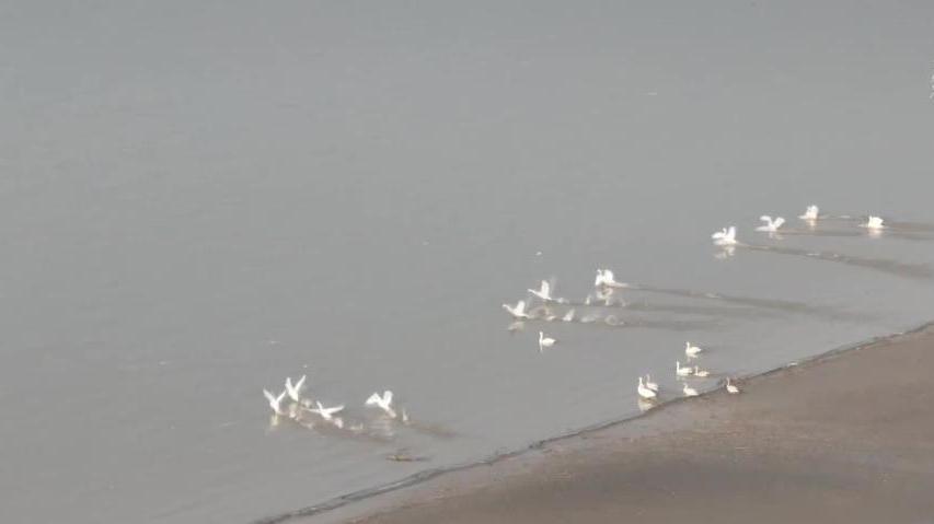 河南开封：黄河湿地，候鸟天堂