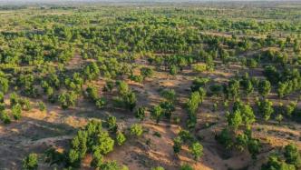 “三北”工程三大標志性戰(zhàn)役開局順利，已開工項目22個