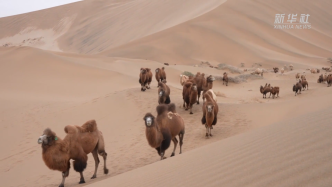 内蒙古阿拉善右旗：沙漠骆驼开启冬日转场迁徙之旅