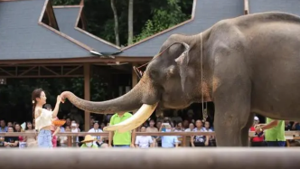 云南大象表演公益訴訟案一審宣判：駁回原告“停止大象表演”等訴求