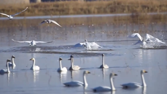 迎风起舞，内蒙古磴口县黄河湿地迎来大批天鹅