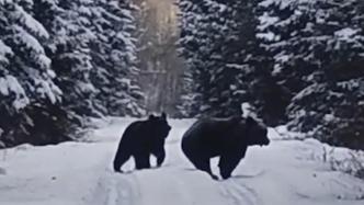白雪皑皑黑熊还在路上活动不冬眠，林业局：气温还没到