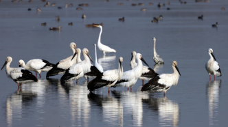 崇明东滩记录到一级保护动物东方白鹳68只，数量创保护区新高