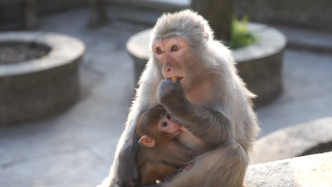 猴群迎来15只猴宝宝，百余只猕猴在湖北一森林公园“安家”