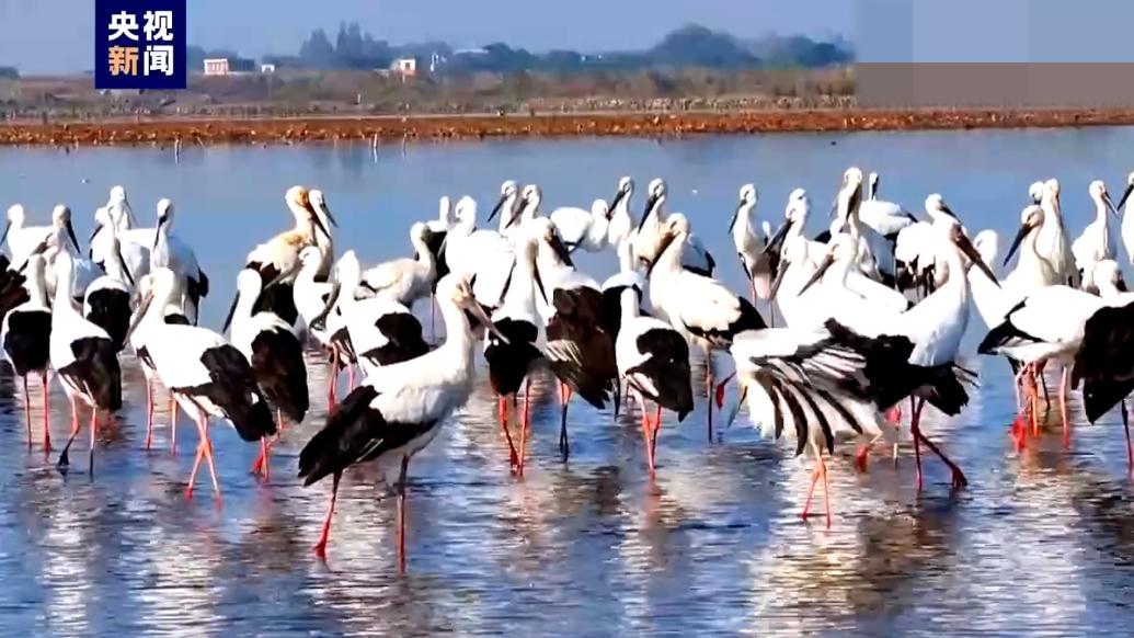 “鸟类大熊猫”东方白鹳现身黄陂湖湿地