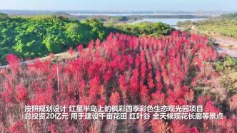 湖北黄石：看红叶、赏红枫，彩色“海洋”如诗如画