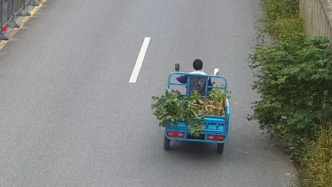 男子专挑上海偏僻道路附近的树林，盗伐10余株小树被刑拘