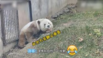 大熊猫“七仔”上班消极下班积极，网友：听说它四点半就下班了