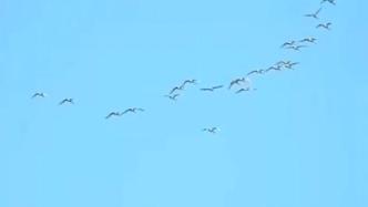 上海东滩飞来20多只小天鹅，候鸟迁徙渐入旺季