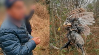 湖北一男子架粘网半年猎捕387只野生鸟类，获刑二年九个月
