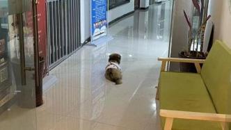 安徽安庆通报宠物犬被捕杀：处置人员被行拘10日