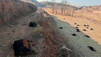 山西榆社县河峪乡83只羊死亡，刑警队介入