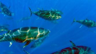 发现蓝鳍金枪鱼新产卵地，或改变此种最具商业价值鱼类的保护
