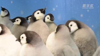 萌新上线！幼“鹅”园迎来13只帝企鹅萌宝
