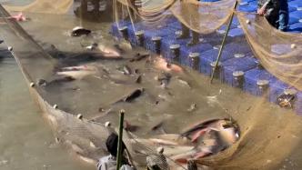 武汉一野生动物园办捕鱼节，57斤鱤鱼被游客1.6万元拍下