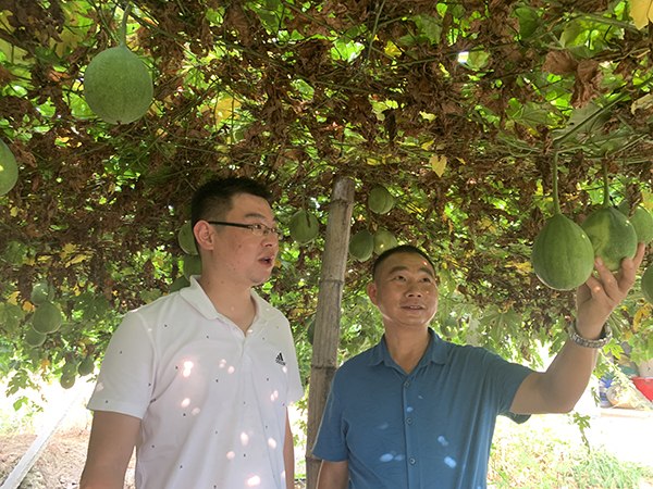 柯鹏飞与张正武瓜蒌扶贫,打造产业体系笏山村瓜蒌种植
