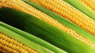 农民日报：我国转基因食品安全评价的主要内容和原则是什么