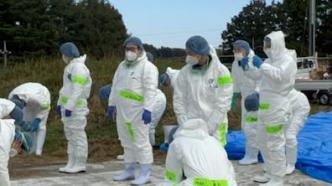 日本确认2023年秋冬以来第二起禽流感疫情