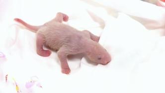 首只在韩出生的大熊猫福宝诞生的神奇时刻