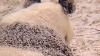 大熊猫雪地午睡酷似汤圆