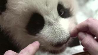 莫斯科动物园的熊猫宝宝长牙啦