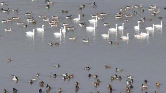 山西永济：黄河湿地迎来越冬候鸟