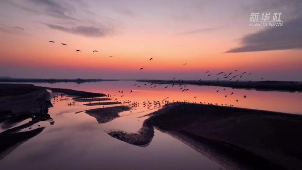 宁夏平罗：湿地水鸟舞翩跹