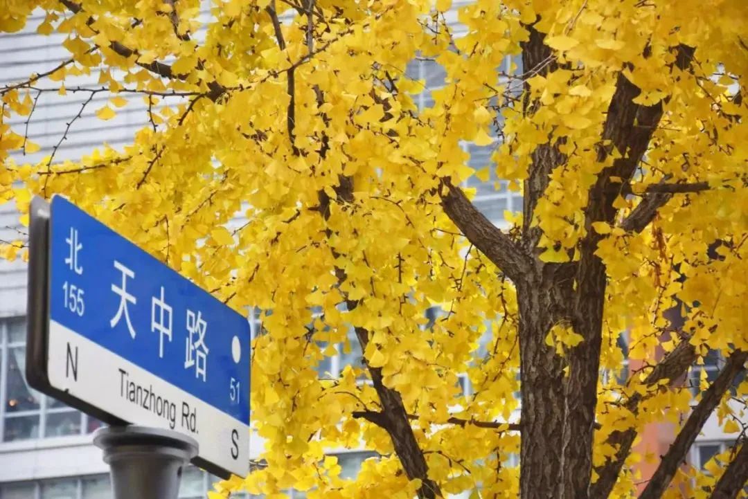 上海长宁6条“银杏大道”即将迎来最美观赏期
