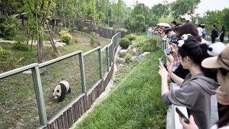 都江堰熊猫谷通报游客不文明行为：扔木棍、掷石头，两人被终身禁入
