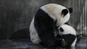 熊猫谷通报游客不文明行为：扔木棍、掷石头，两人被终身禁入