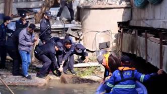 200斤野猪在城区狂飙伤人，警民联合制服