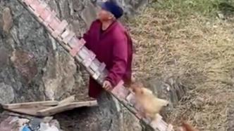 杭州大叔养的鸡能“训练有素”地爬梯子
