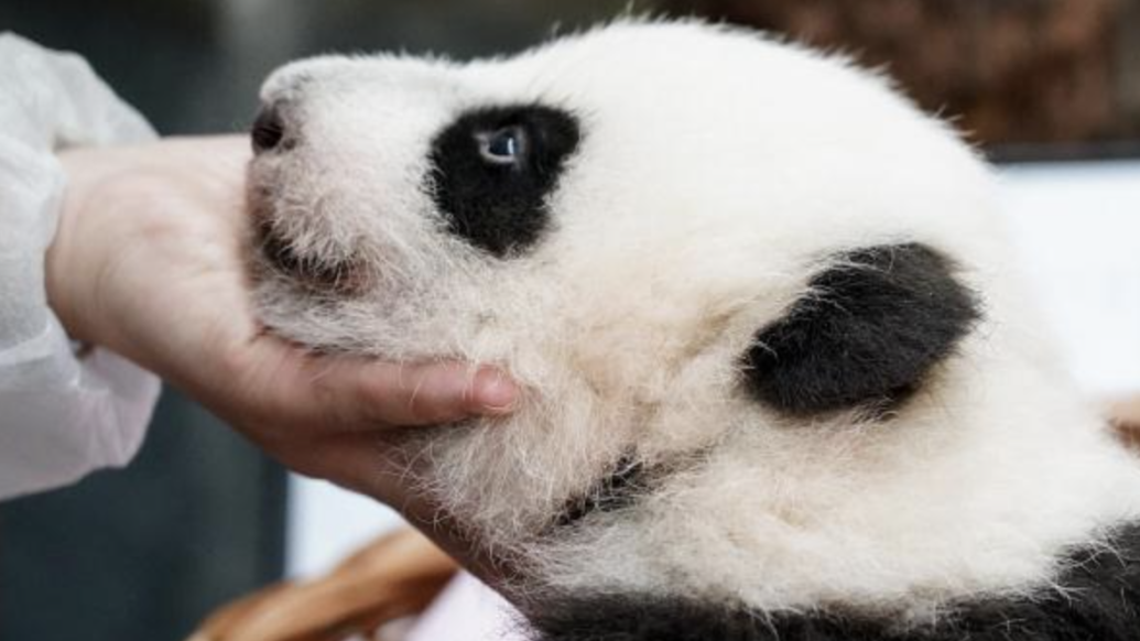 莫斯科動物園大熊貓幼崽出生百天，取名投票活動開啟