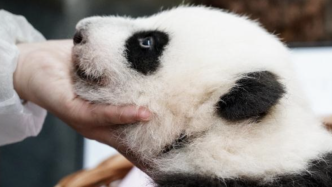 莫斯科动物园大熊猫幼崽出生百天，取名投票活动开启
